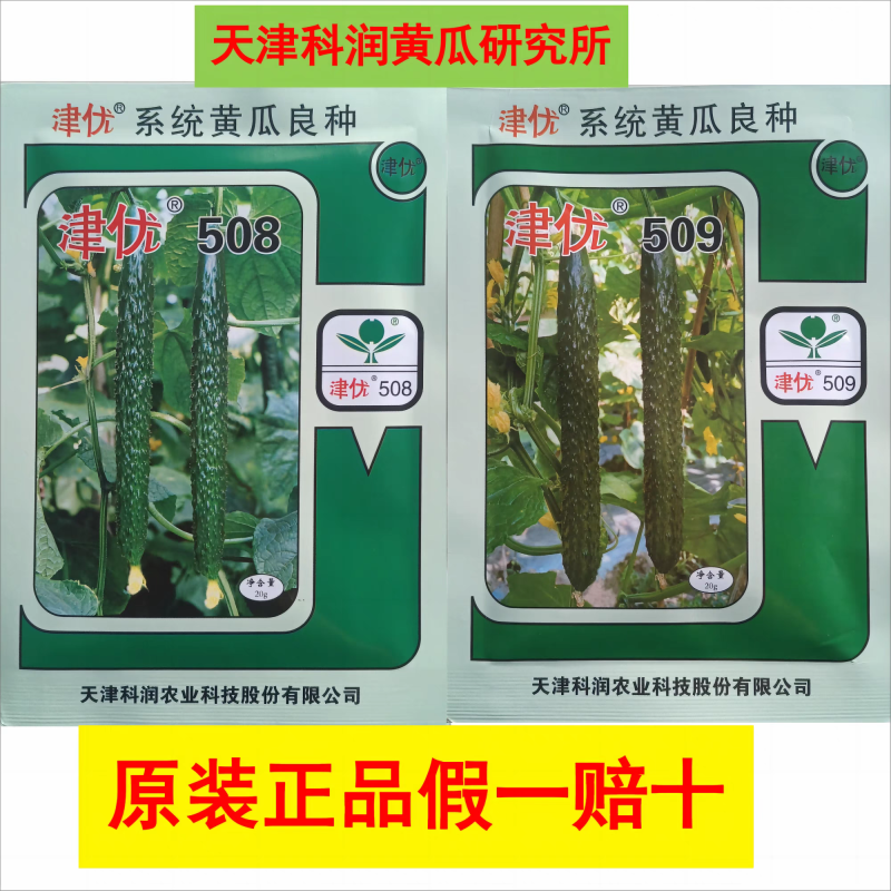 津优509黄瓜种子强雌油亮密刺小瘤短把瓜条顺直