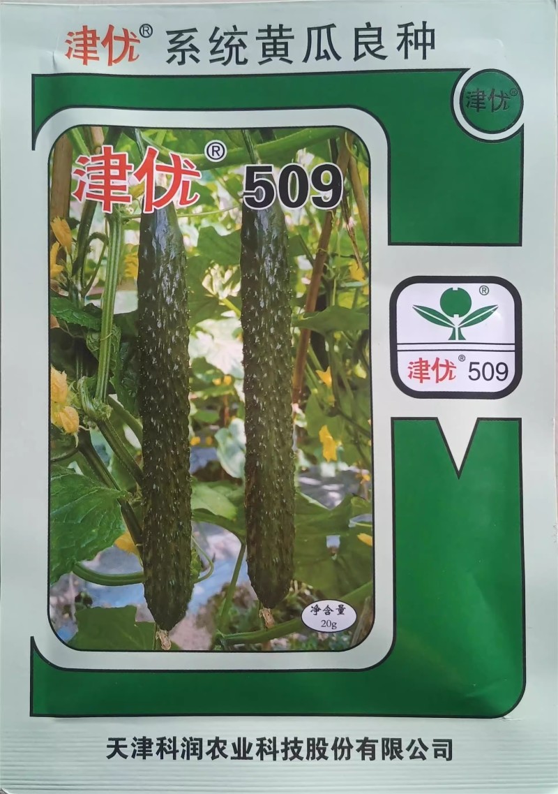 津优509黄瓜种子强雌油亮密刺小瘤短把瓜条顺直