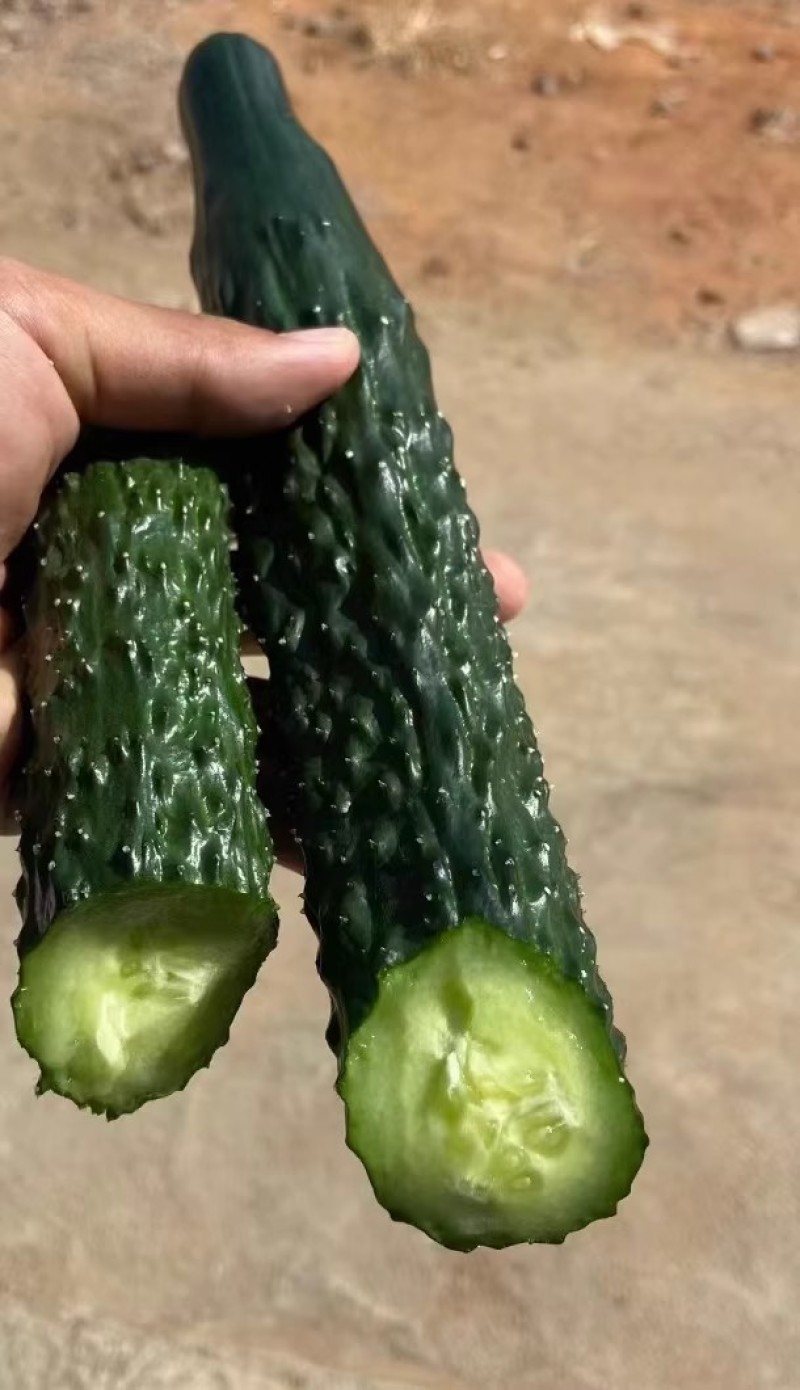 津优509黄瓜种子强雌油亮密刺小瘤短把瓜条顺直