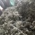 甘肃艾草大量有货，欢迎采购商随时咨询实地看货。