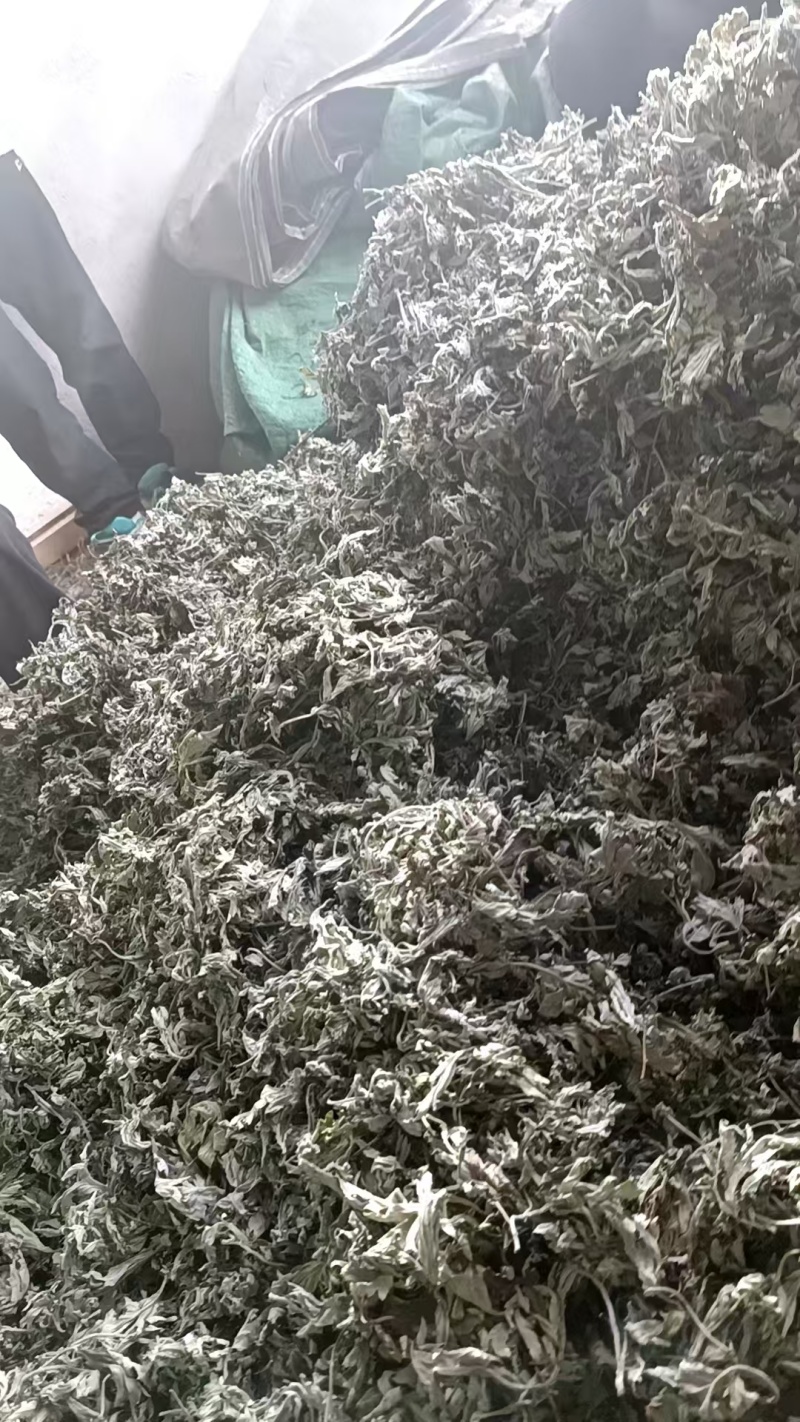 甘肃艾草大量有货，欢迎采购商随时咨询实地看货。