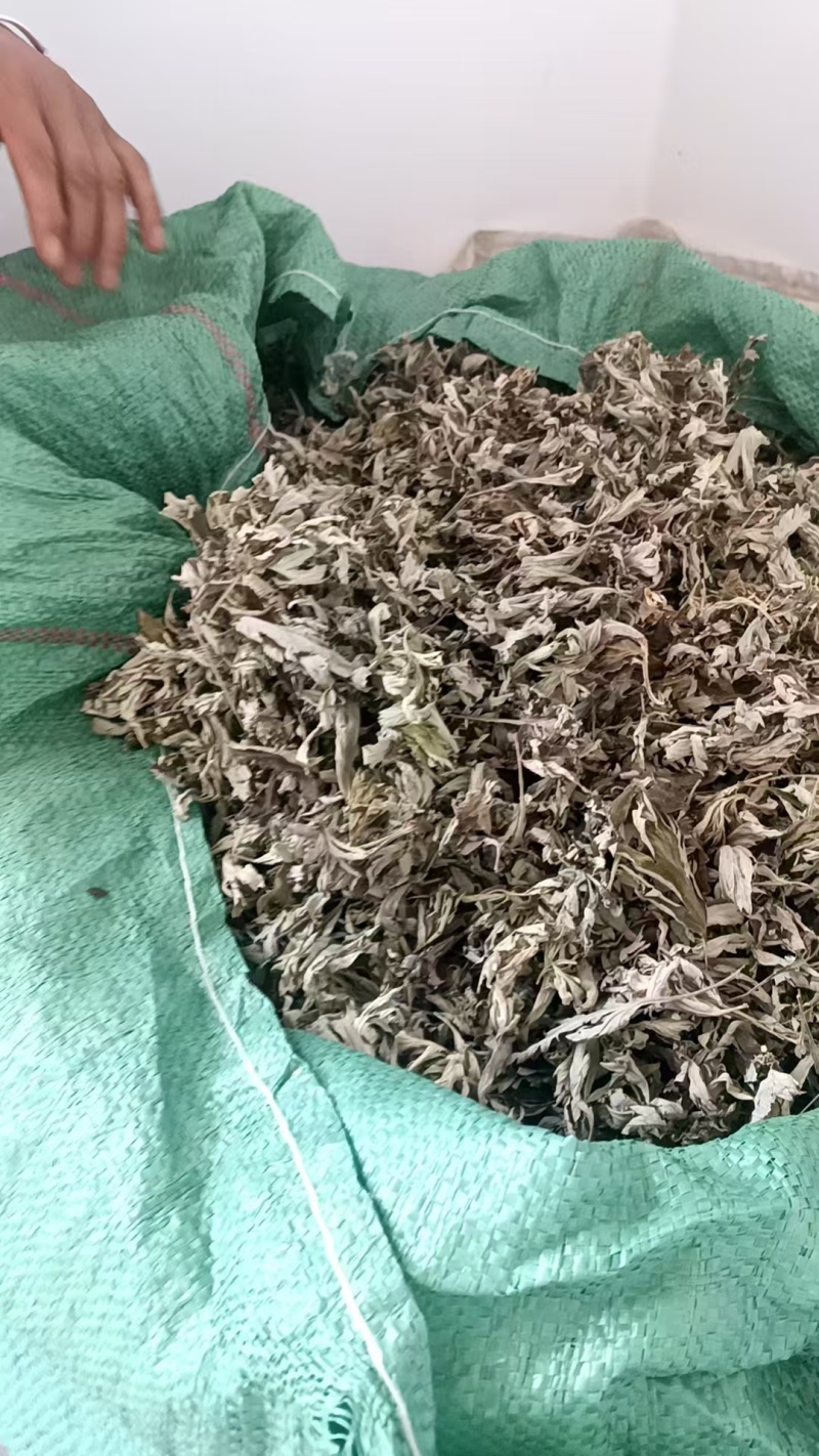 甘肃艾草大量有货，欢迎采购商随时咨询实地看货。