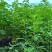 纯野生艾条艾柱假一罚十基地供应量大质优价格优惠