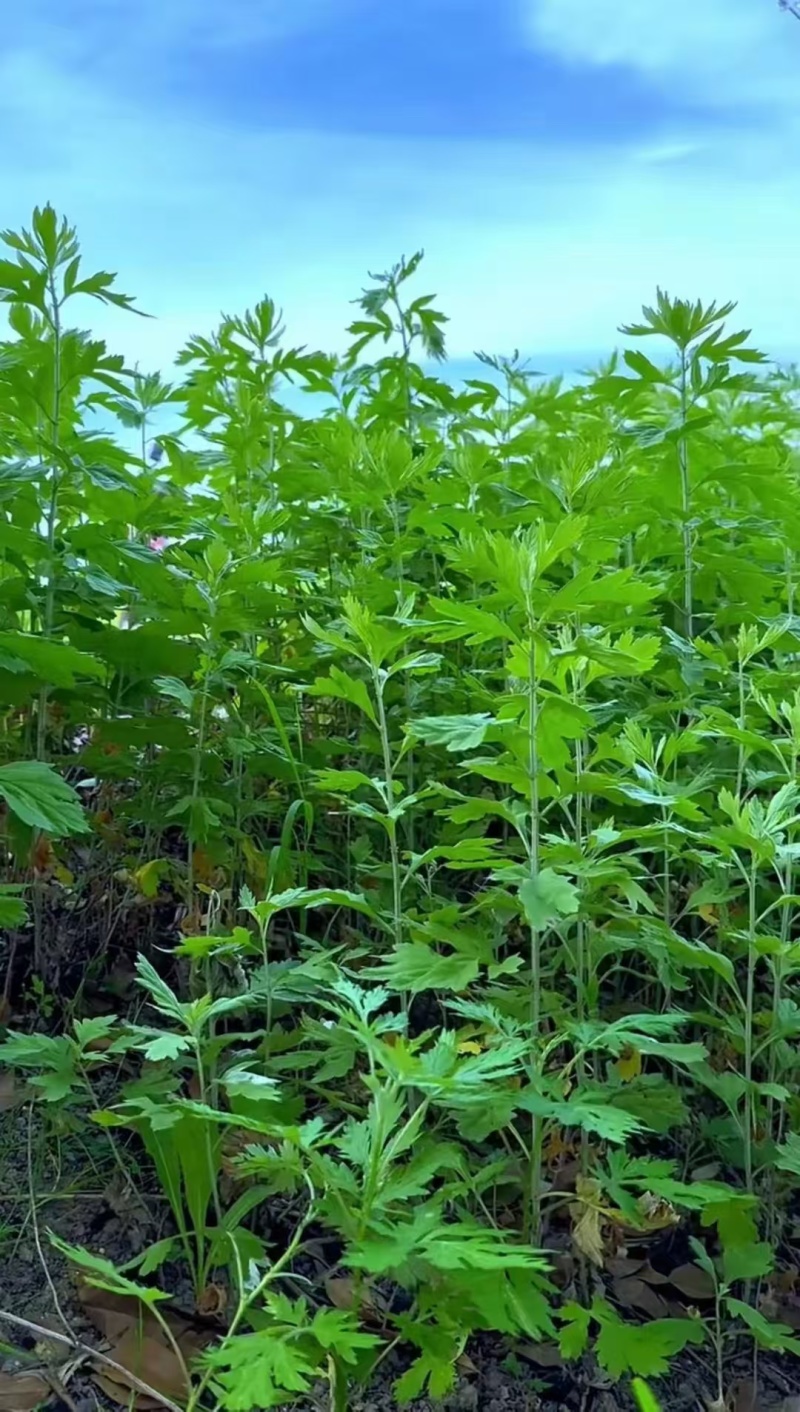 纯野生艾条艾柱假一罚十基地供应量大质优价格优惠
