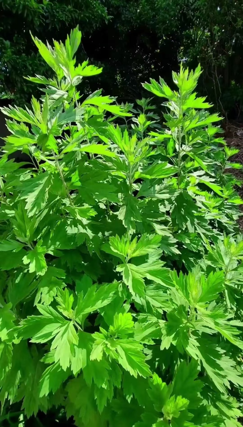 纯野生艾条艾柱假一罚十基地供应量大质优价格优惠
