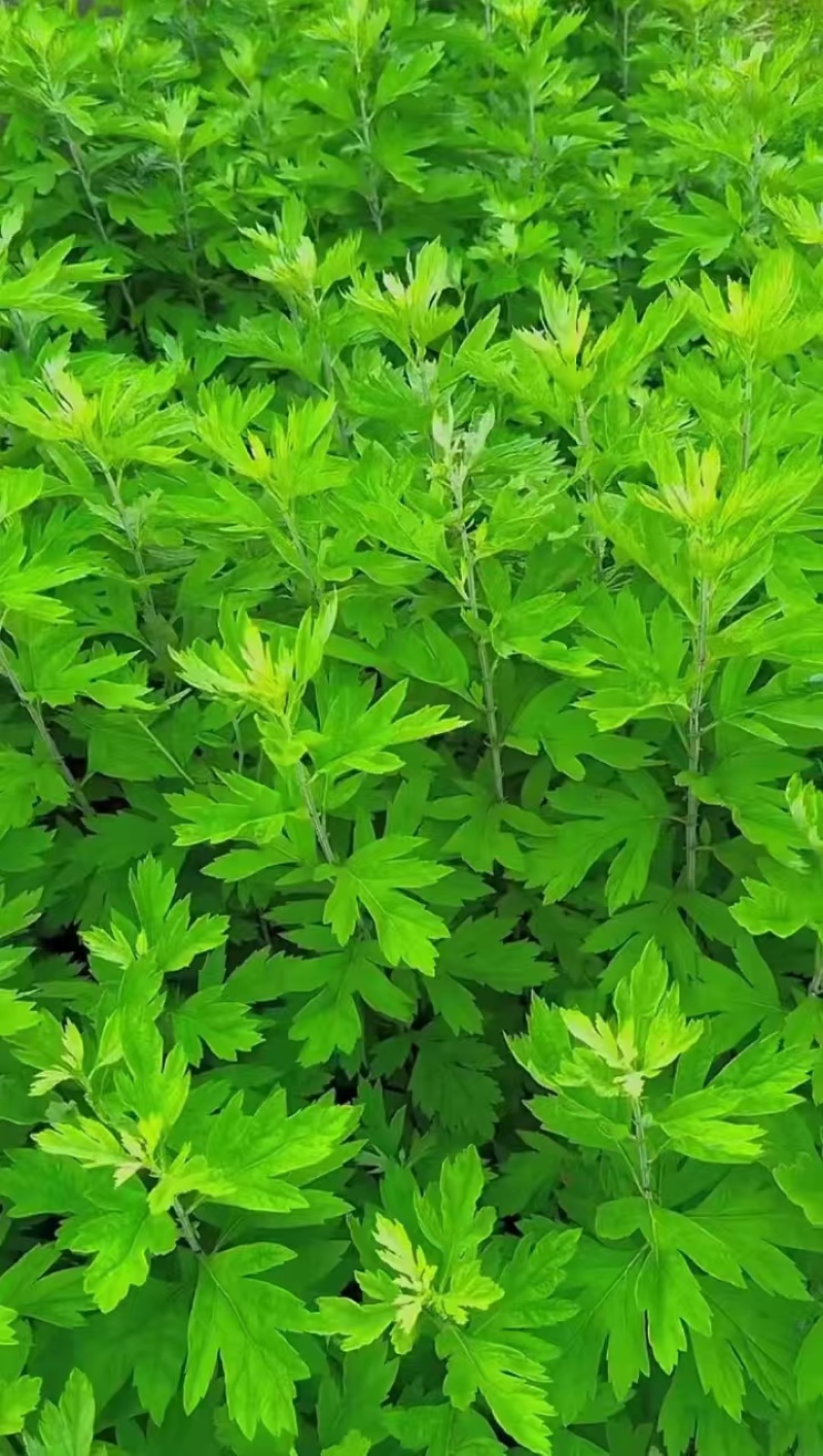 纯野生艾条艾柱假一罚十基地供应量大质优价格优惠
