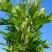 纯野生艾条艾柱假一罚十基地供应量大质优价格优惠