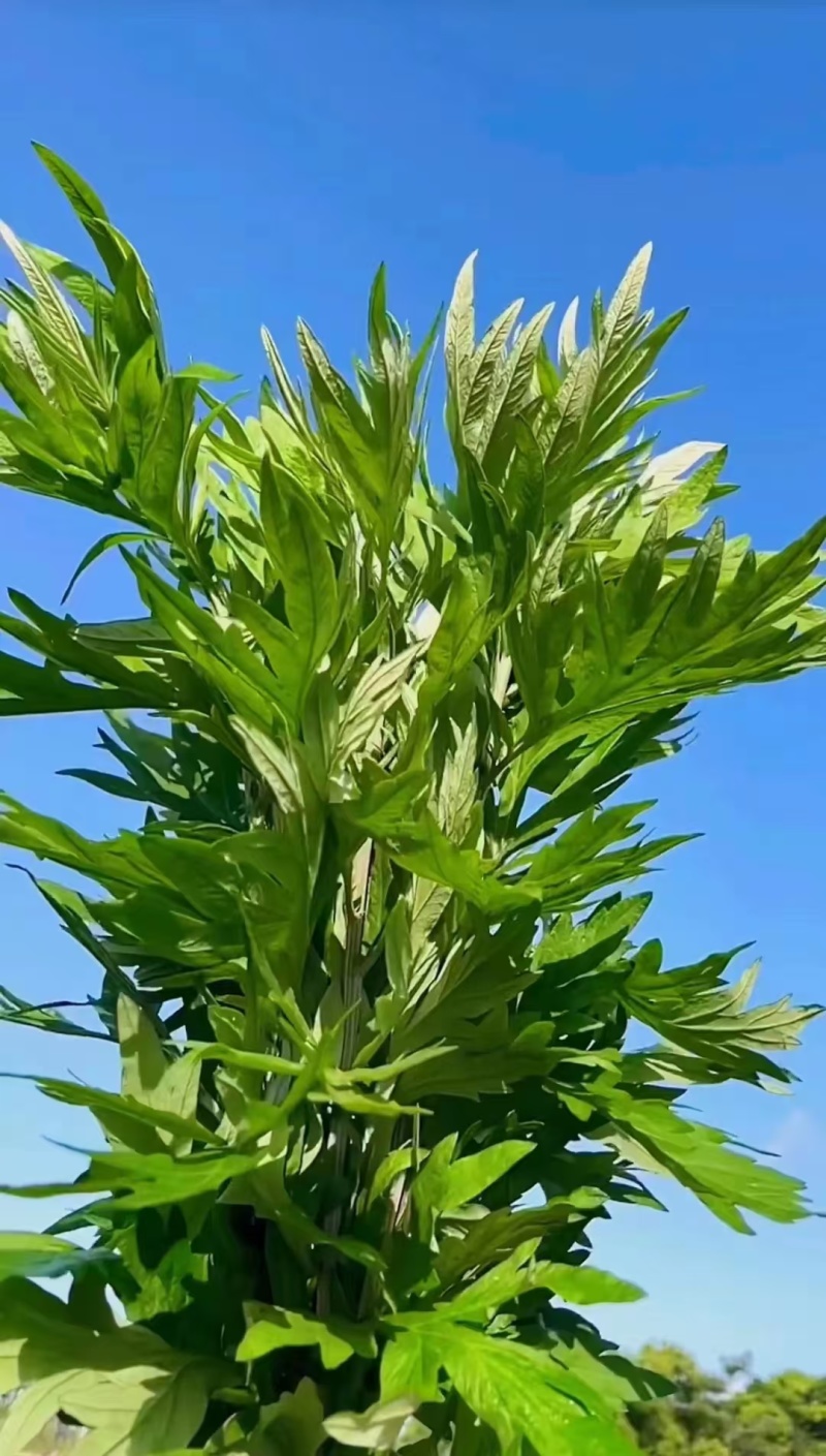 纯野生艾条艾柱假一罚十基地供应量大质优价格优惠