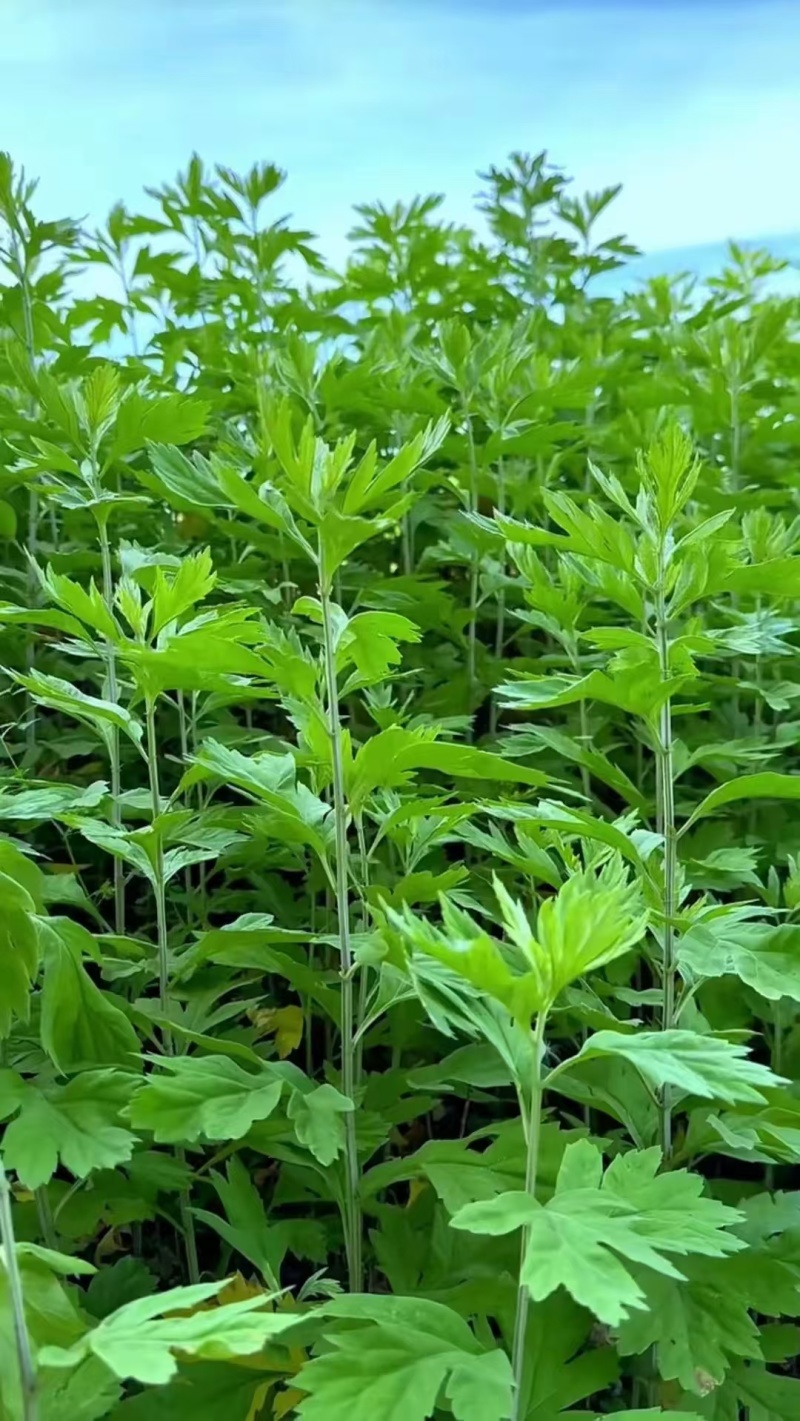 纯野生艾条艾柱假一罚十基地供应量大质优价格优惠