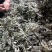 纯野生艾条艾柱假一罚十基地供应量大质优价格优惠