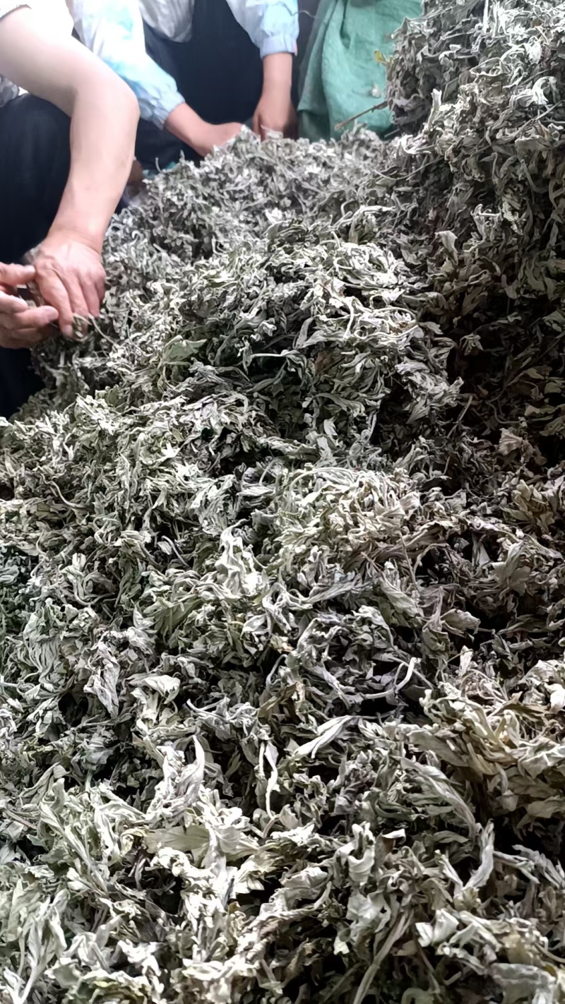 纯野生艾条艾柱假一罚十基地供应量大质优价格优惠