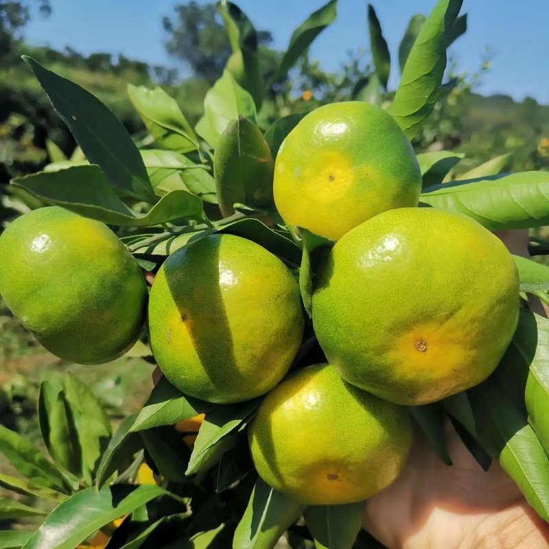 精品蜜橘湖北橘子早熟蜜橘欢迎订购诚信为本，可大量供应市场