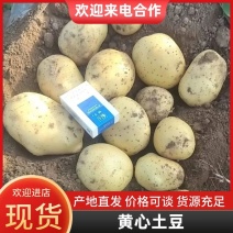 绥中黄嚷土豆大量上市！质优价廉！欢迎采购！