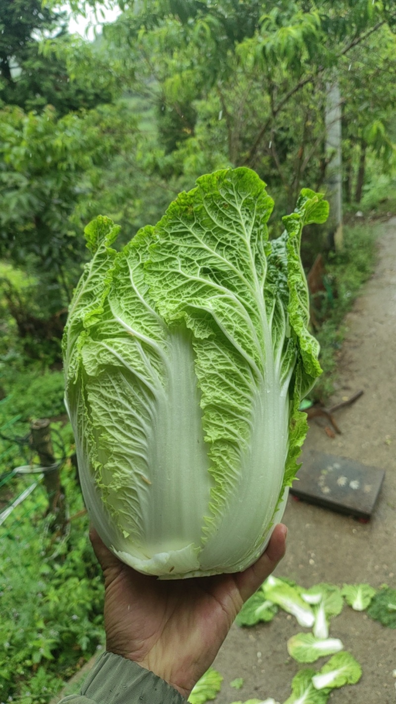 湖北精品青杂三号白菜产地一手货源量大从优价格美丽市场商超