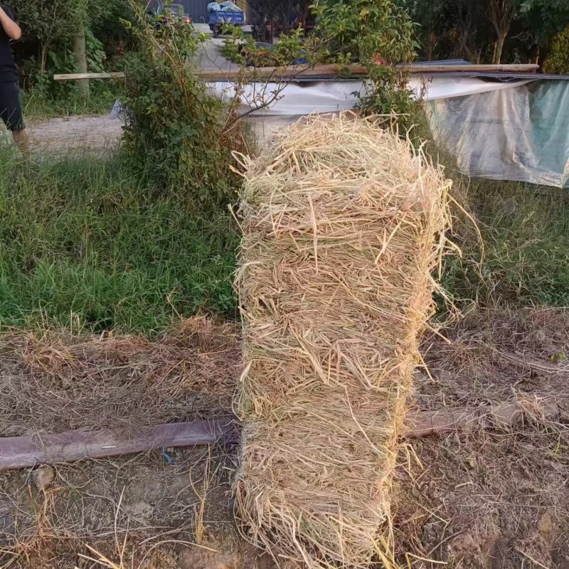 湖北荆州小方捆干稻草自产自销，自家种植销售，量大视频看货
