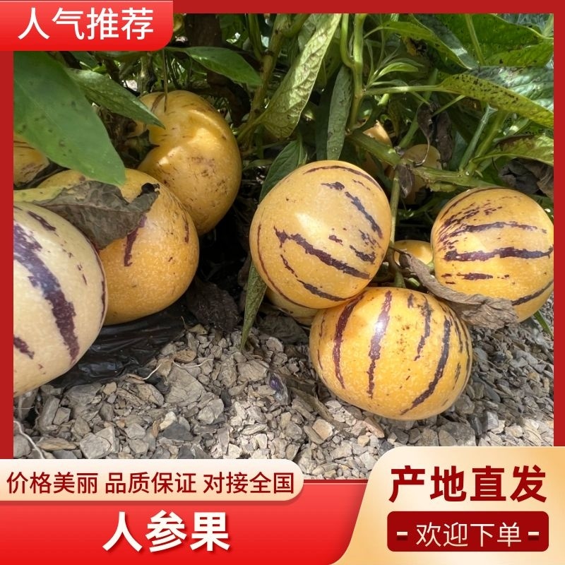 熟果、人参果大量上市黄肉大果鲜嫩多汁质量保证欢迎电联