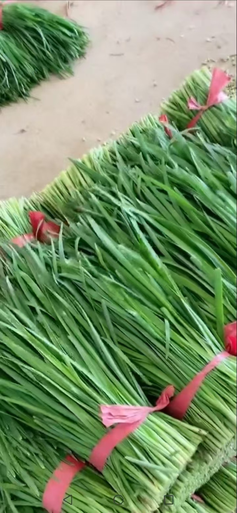 河北邯郸韭菜大叶韭菜基地直发运输便利价格实惠欢迎选购