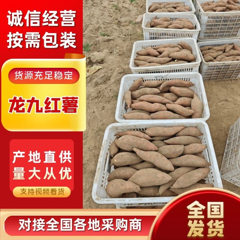 龙九红薯上市了个头均匀对接市场档口批发量大价优欢迎选购