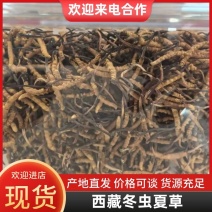 西藏特产冬虫夏草干货保质保量欢迎咨询