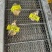 福建三倍体统货全规格货一手货源欢迎下单咨询