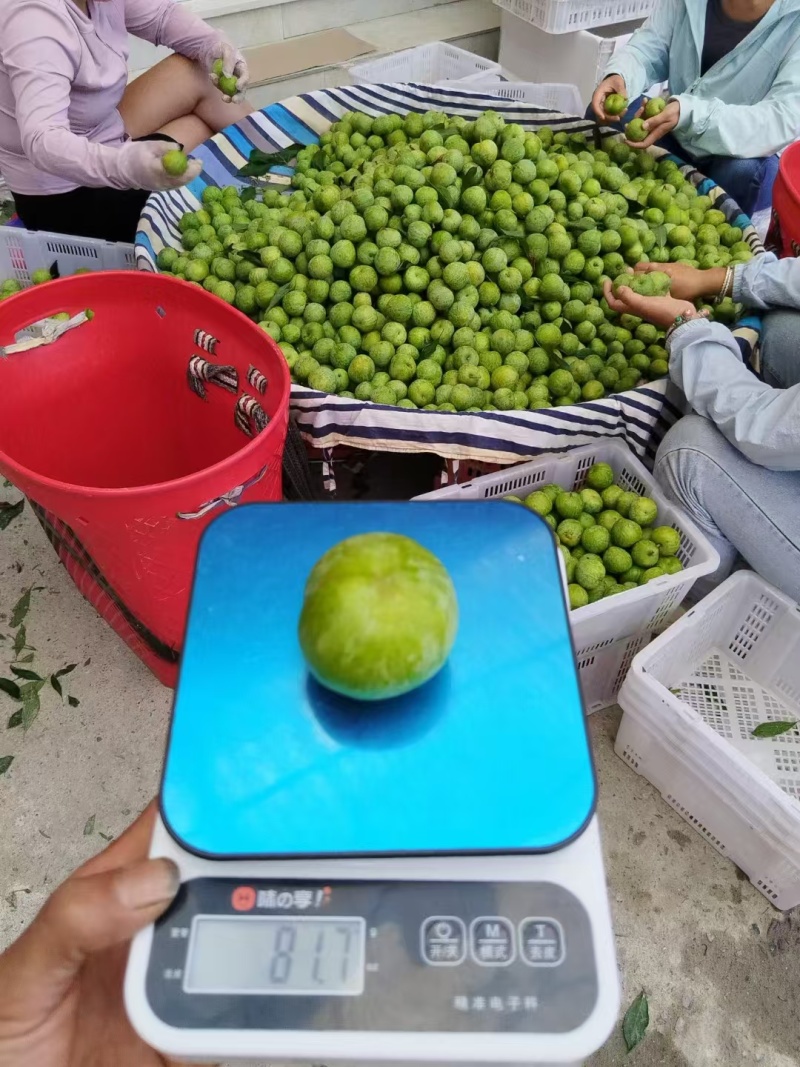 李子/青红脆李产地直发代办可找我欢迎各地客商对接洽谈