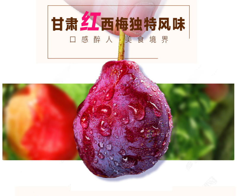 甘肃金满园精品现摘西梅
