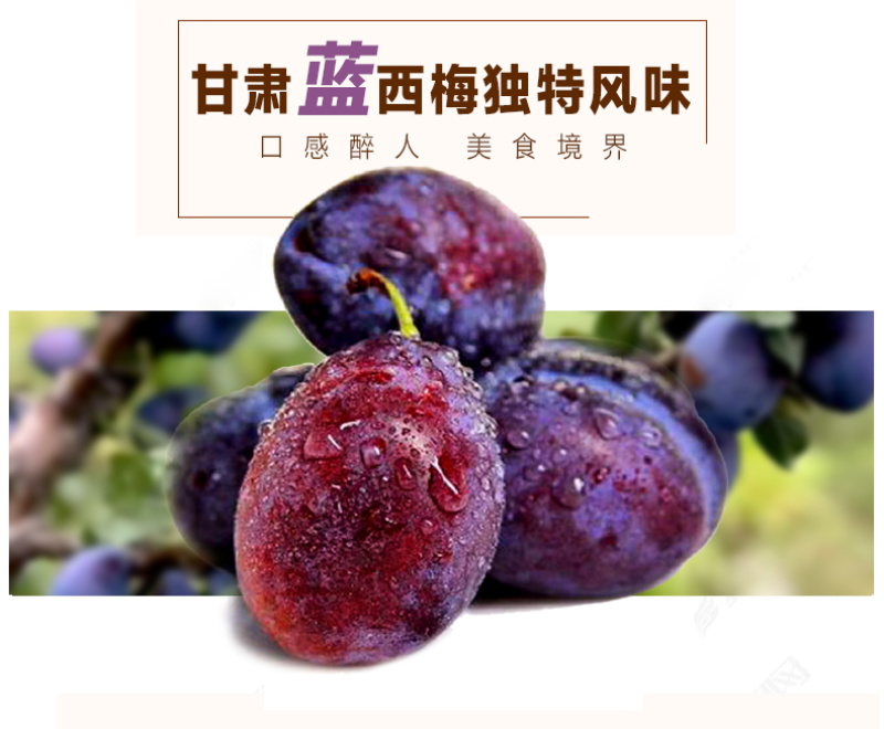 甘肃金满园精品现摘西梅