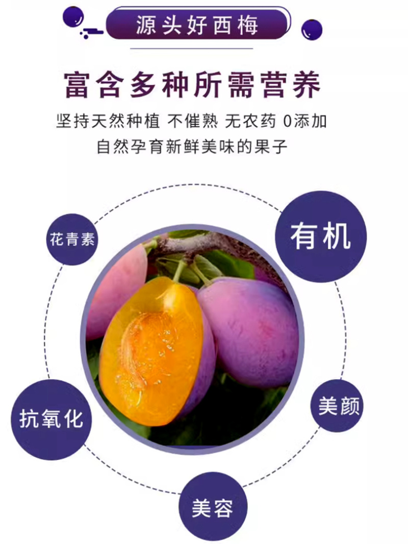 甘肃金满园精品现摘西梅