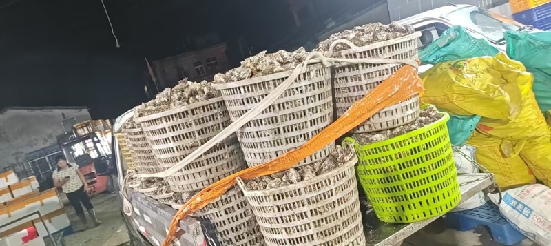 福建半壳生蚝现开现发全国量大质优价格优惠