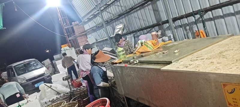 福建半壳生蚝现开现发全国量大质优价格优惠