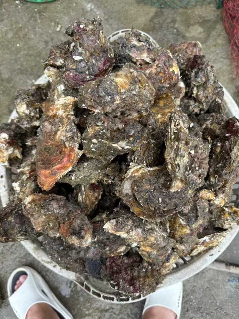 福建半壳生蚝现开现发全国量大质优价格优惠