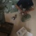 精品干鸡头米芡实米大量上市品质保证产地直发