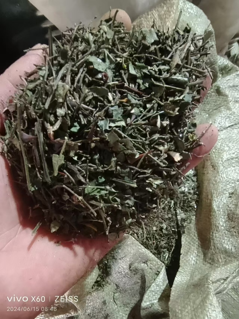 花椒叶子基地直发货源充足质美价优支持零售/批发电联