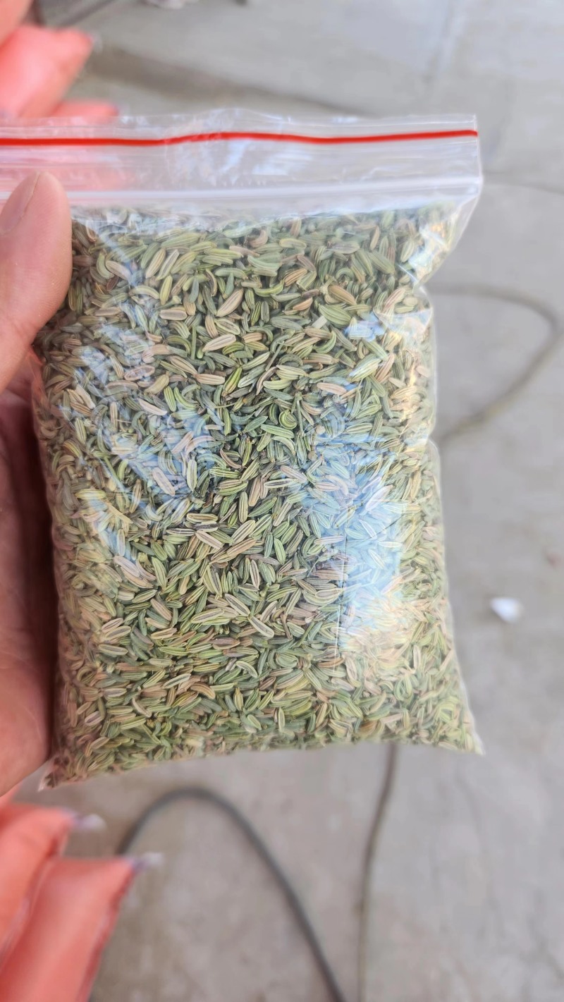 国产特绿小茴香大量有货价格优惠欢迎电联