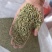国产特绿小茴香大量有货价格优惠欢迎电联