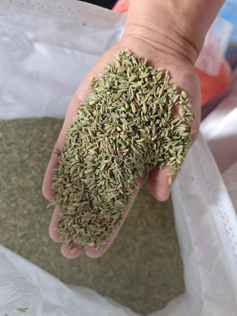 国产特绿小茴香大量有货价格优惠欢迎电联