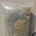 国产特绿小茴香大量有货价格优惠欢迎电联