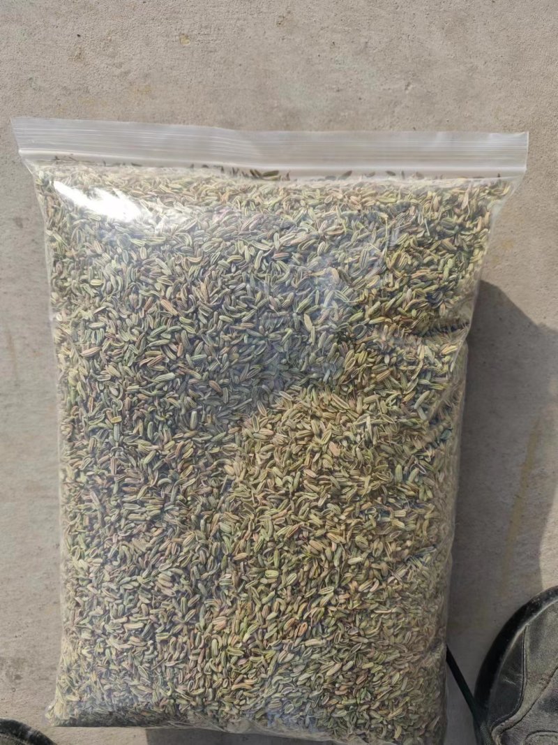 国产特绿小茴香大量有货价格优惠欢迎电联