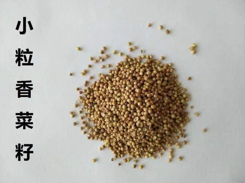 国产一级香菜籽