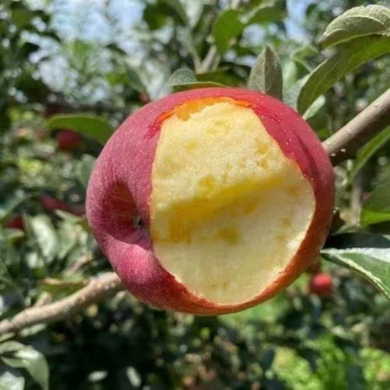 红露苹果云南苹果产地直供口感脆甜量大优惠