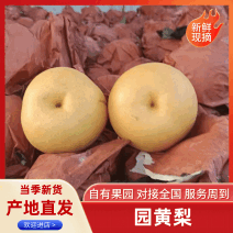 圆黄梨已成熟，糖度14酥脆爆汁，欢迎新老客户品尝