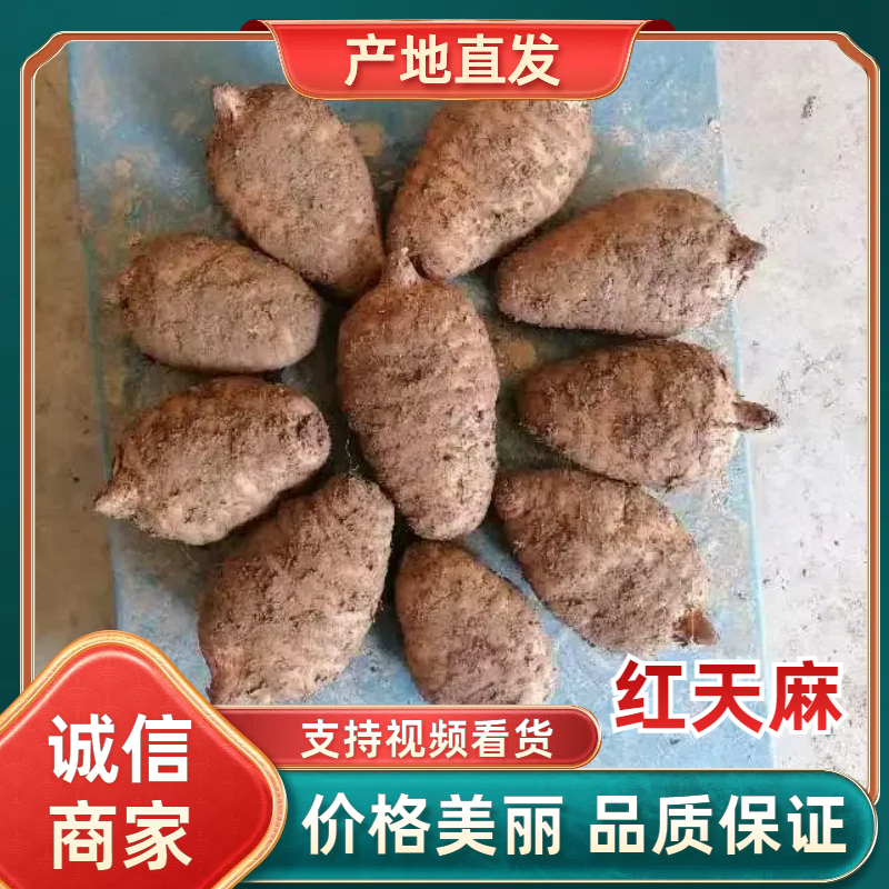 天麻新鲜天麻基地供应品质保证货源充足个头均匀物美价廉