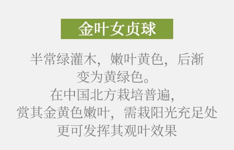 金叶女贞树苗小叶女贞耐寒不落叶金边黄杨绿化园林庭院篱笆工