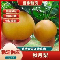 精品秋月梨、大量上市，口感细腻、口感脆甜爆汁，大吨位供应