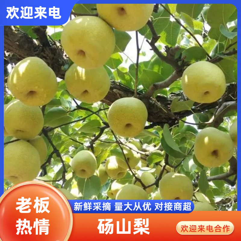 砀山梨，酥梨连片梨园基地，个大皮薄、脆甜爆汁，大量上市中