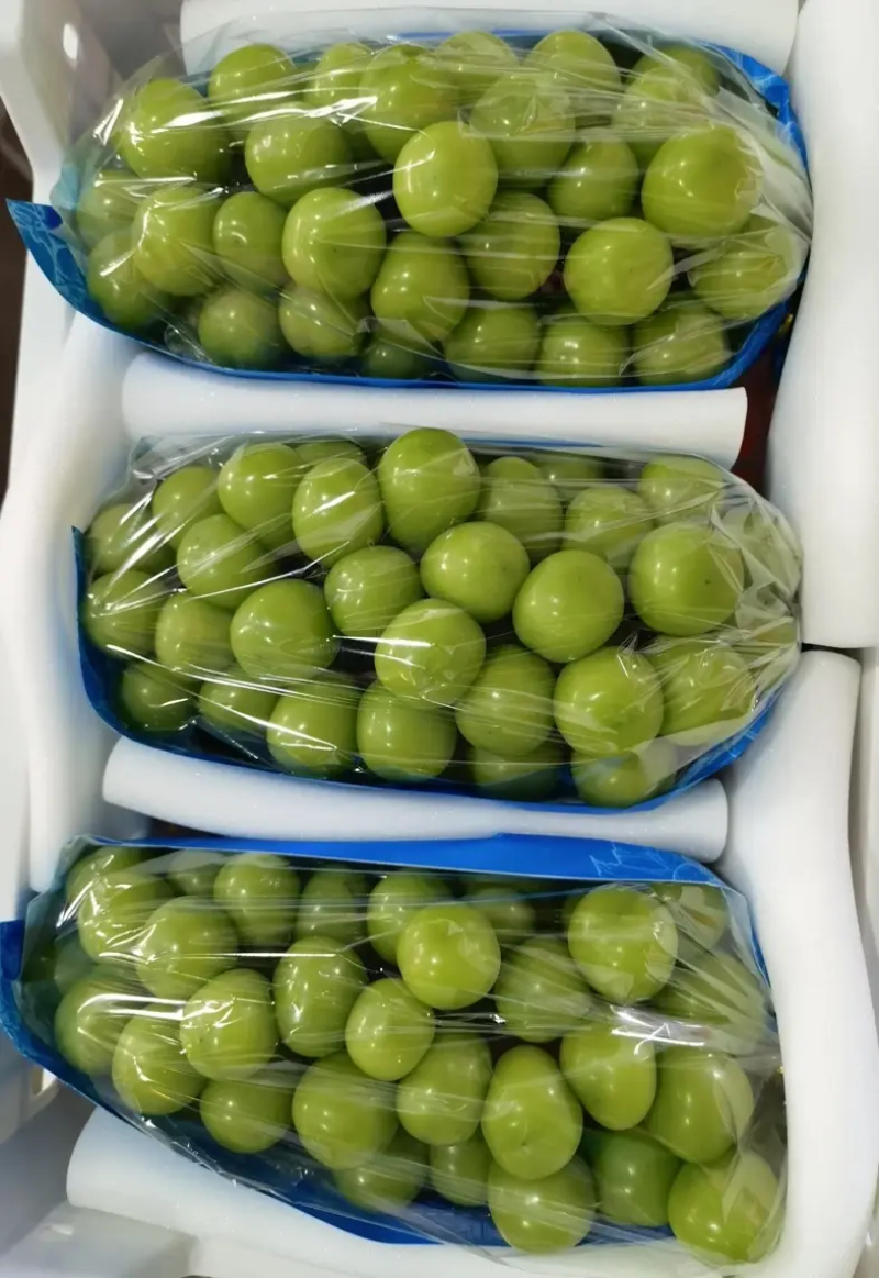 精品阳光玫瑰大量供应中产地一手货源个头大品质好对接全国市场