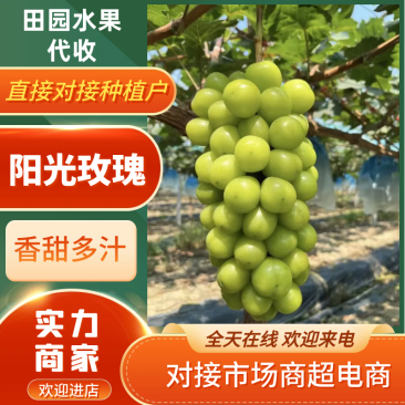 精品冷库阳光玫瑰葡萄原产地大量供应万亩葡萄基地