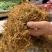 四川宜宾四季金银花，产地直达，品质保证，欢迎合作共赢