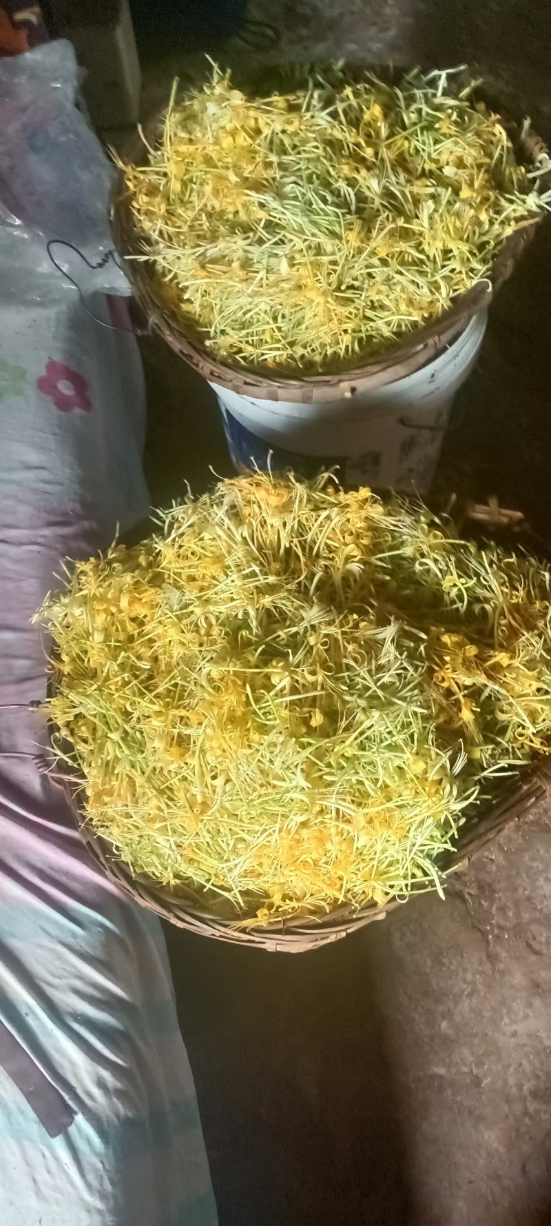 四川宜宾四季金银花，产地直达，品质保证，欢迎合作共赢