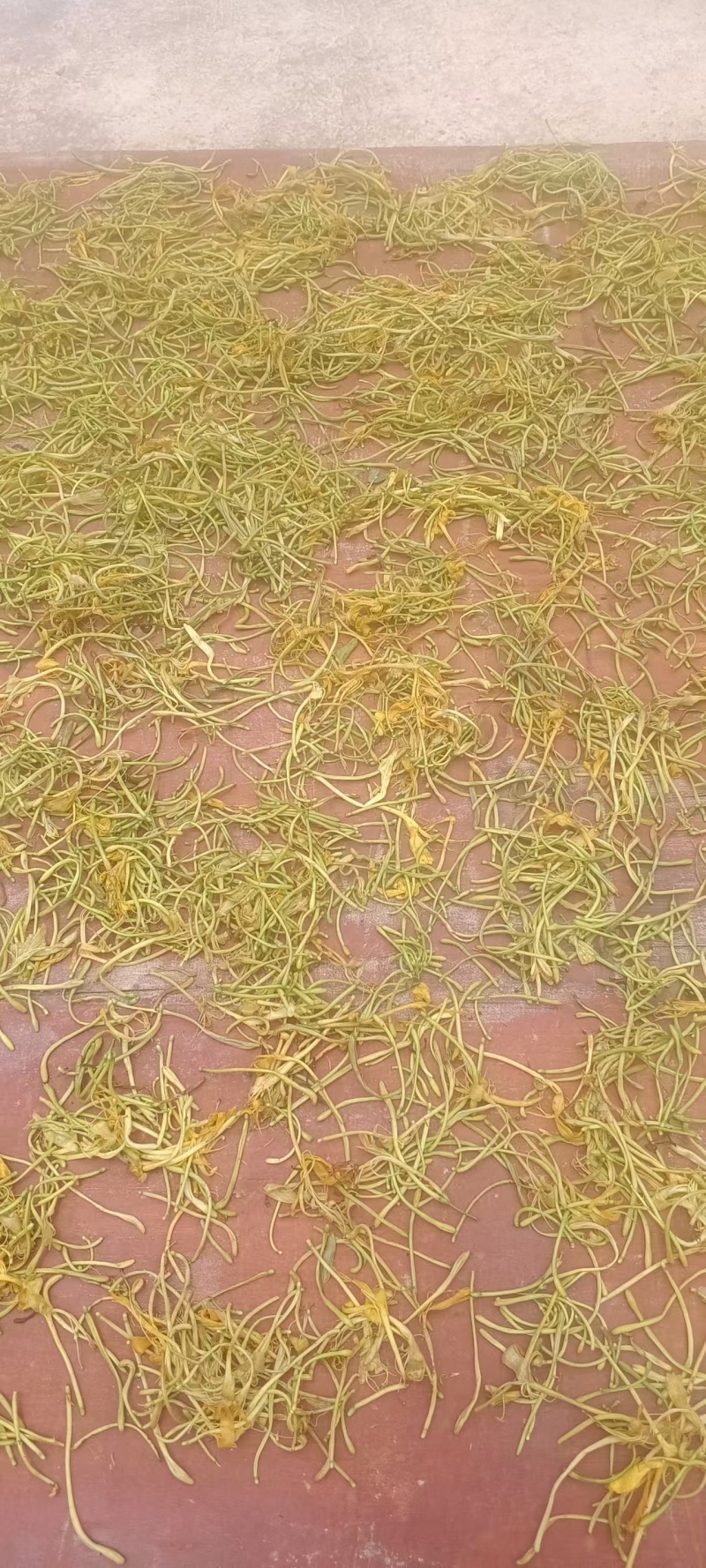四川宜宾四季金银花，产地直达，品质保证，欢迎合作共赢